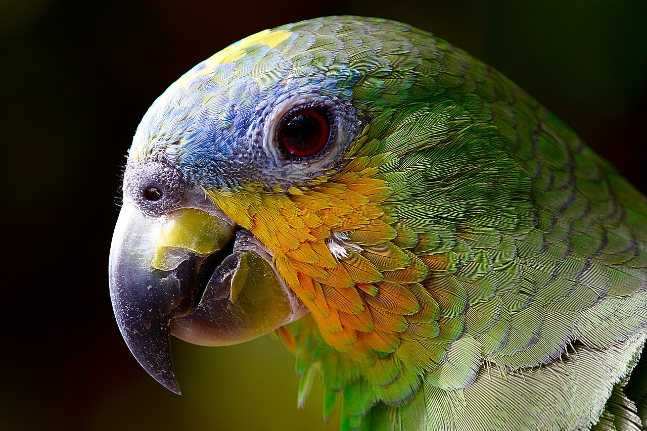 Что такое папаган фото