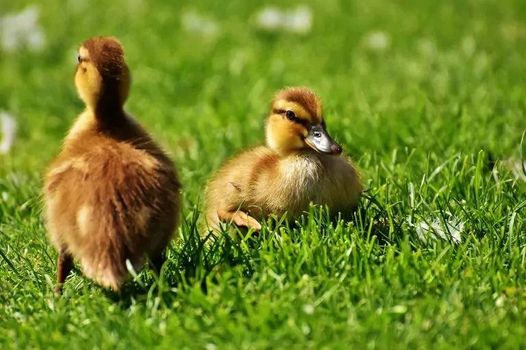 Тълкуване на сън за ПАТИЦИ