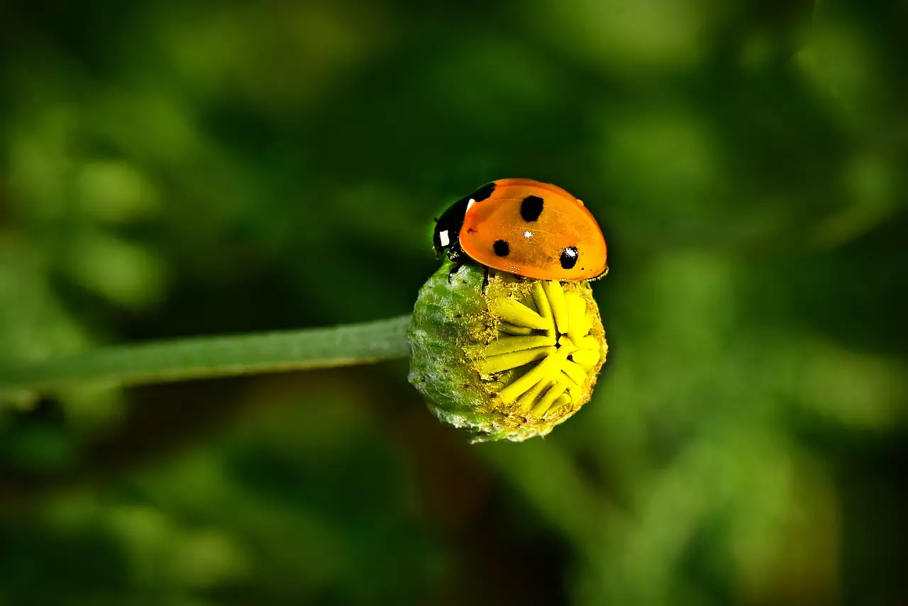 Съновник ПУНКТИР