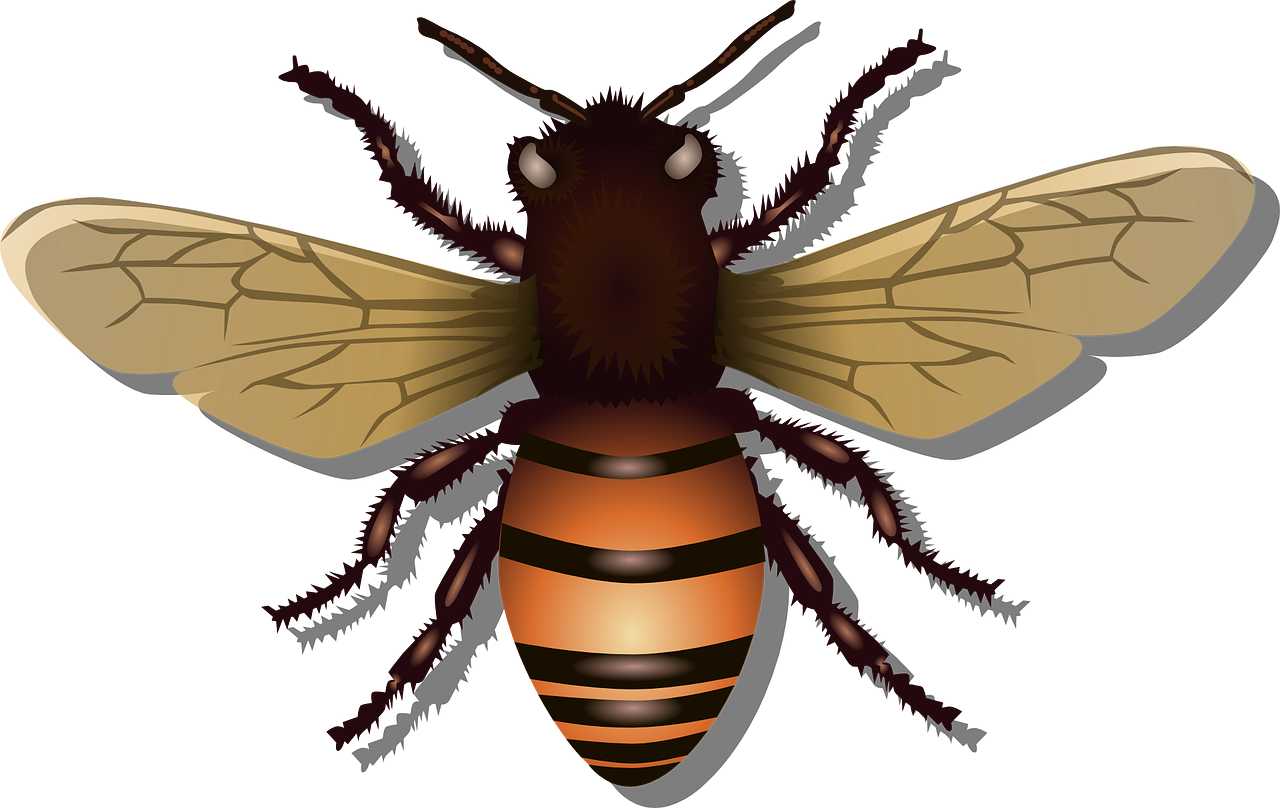Съновник Пчелар