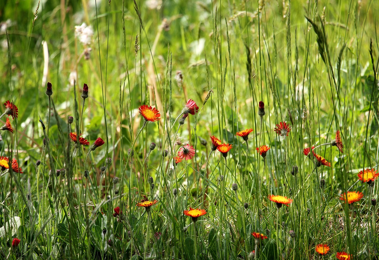 Съновник - поляна с цветя