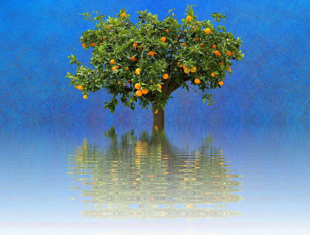 Съновник - портокалово дърво