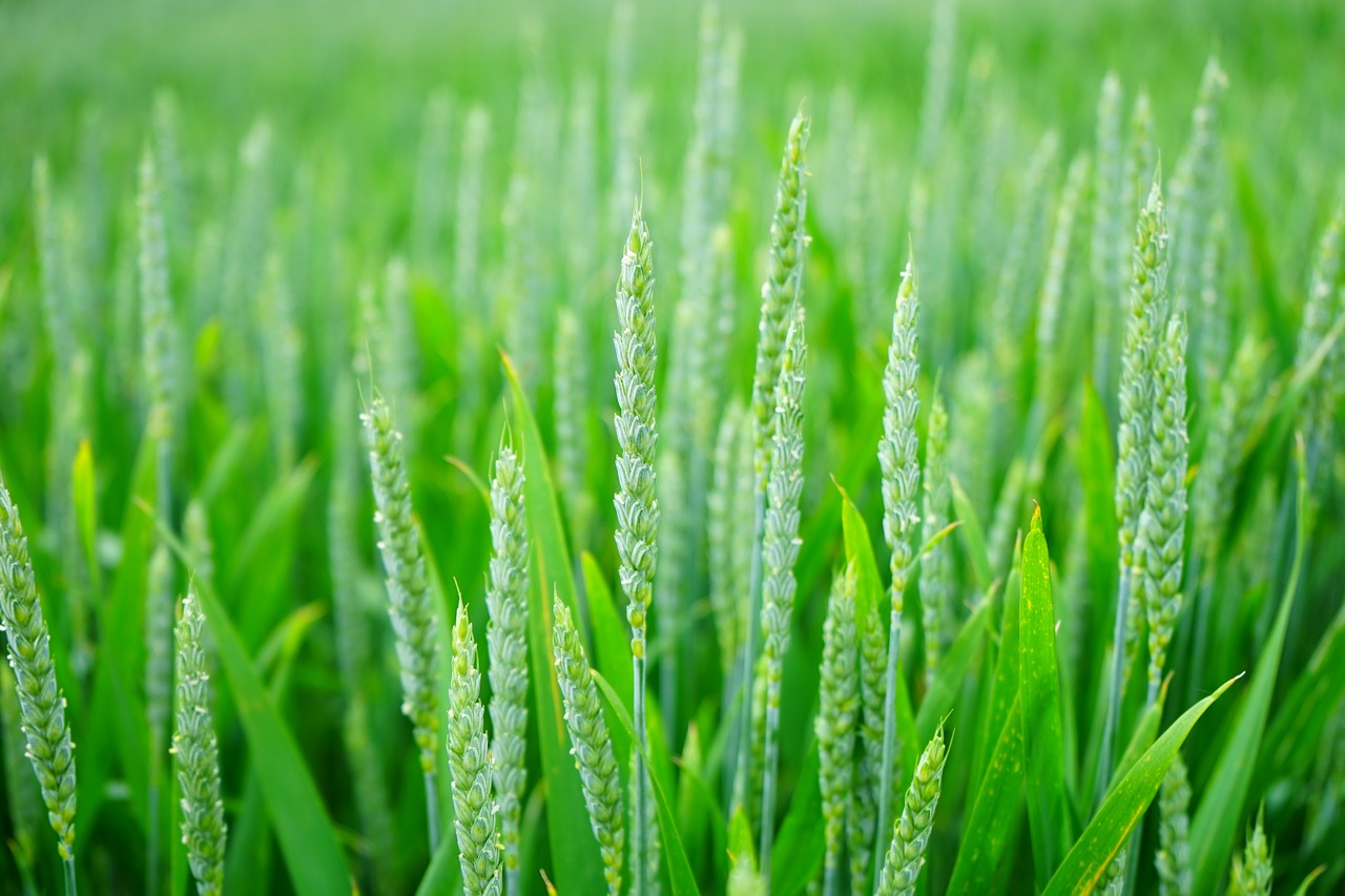 Съновник - пшеница на нива