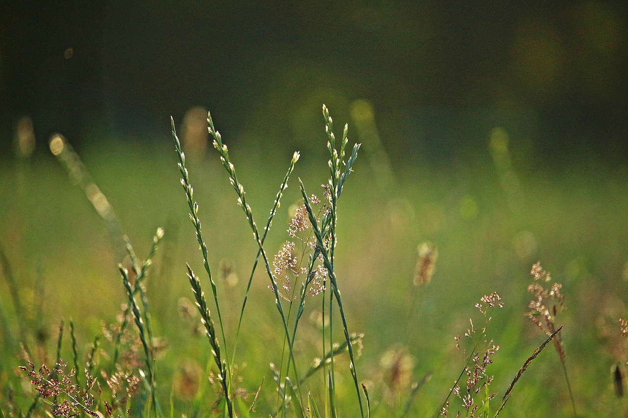 Съновник - райграс (виж трева)