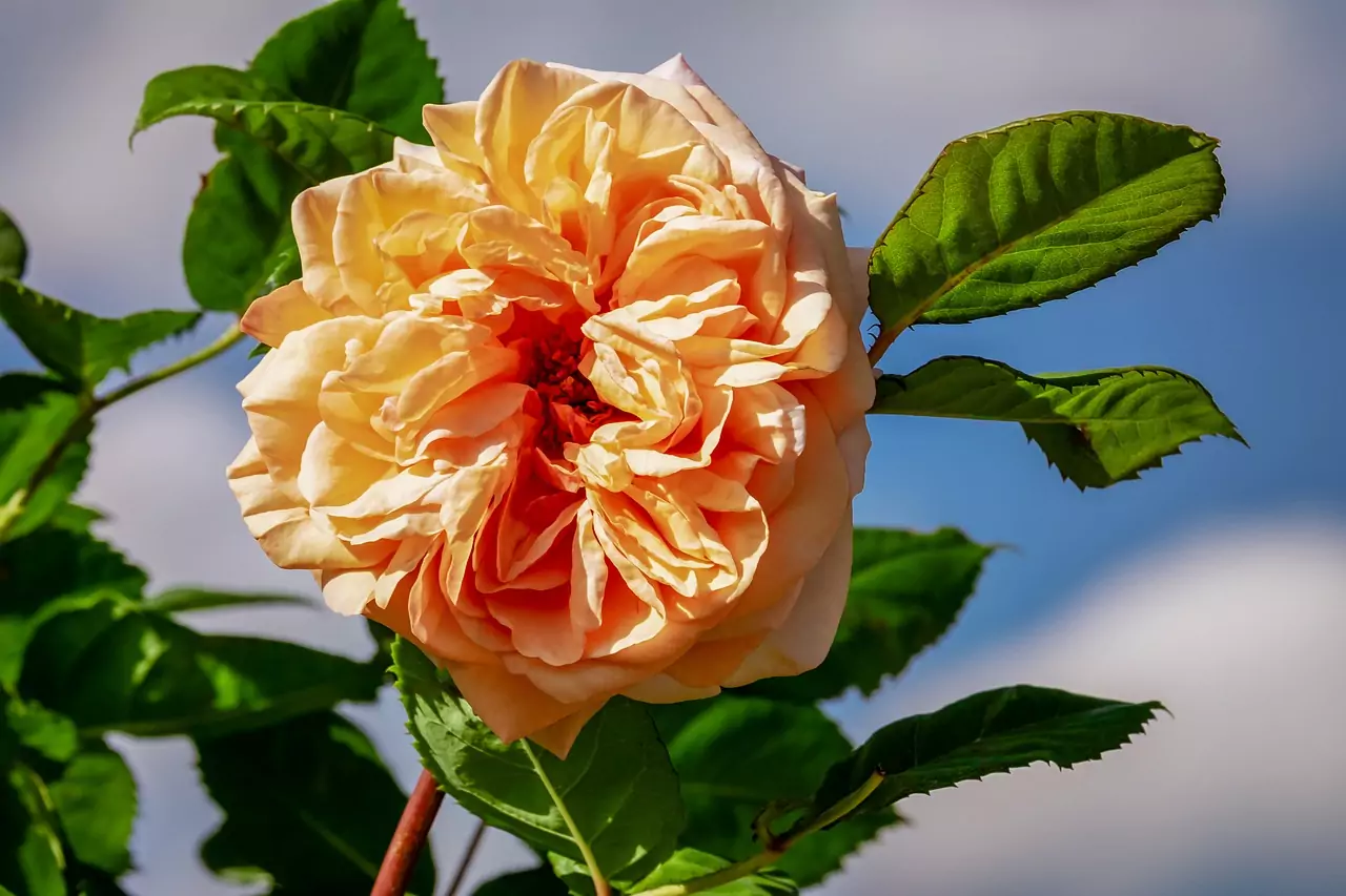 Съновник РОЗИ цъфнали