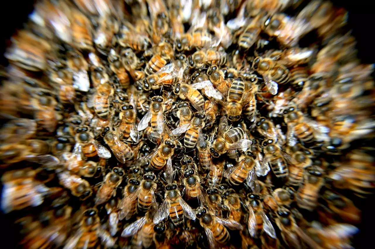 Съновник - рояк пчели
