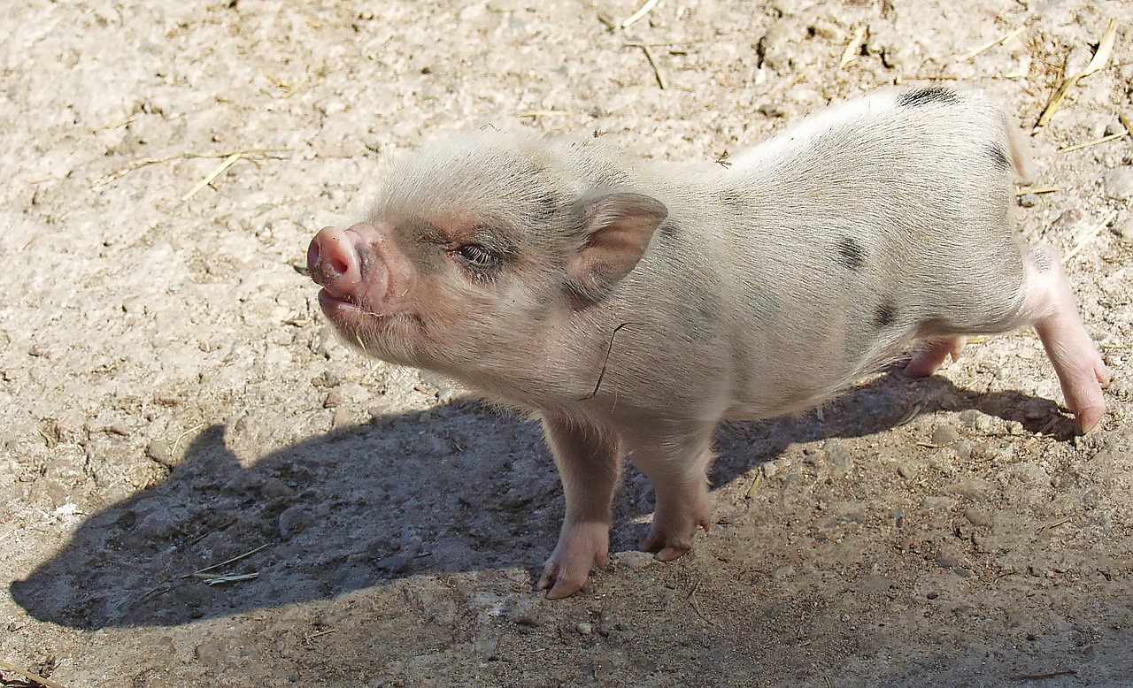 Съновник - свиня, свинарник