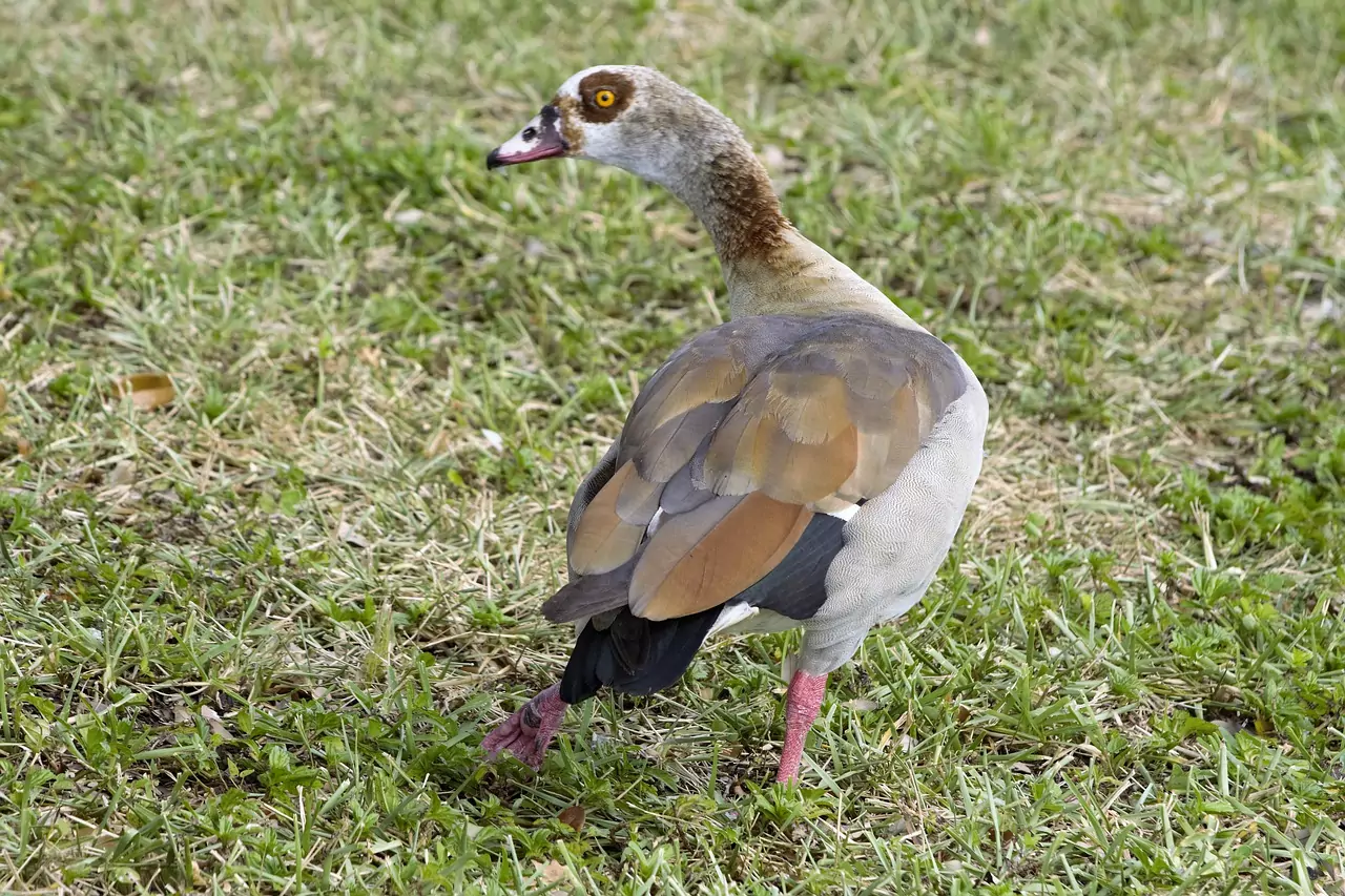 Съновник Счупен крак