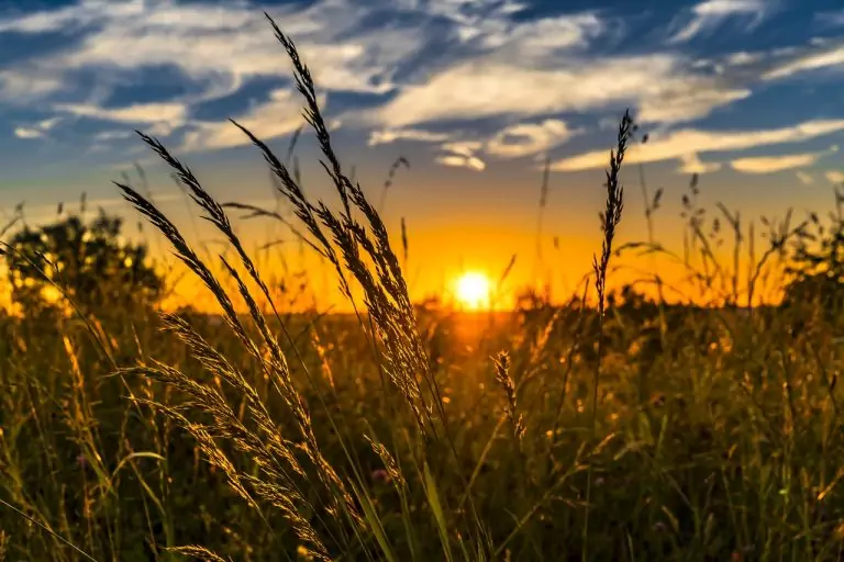 Тълкуване на сън за ТРЕВИ