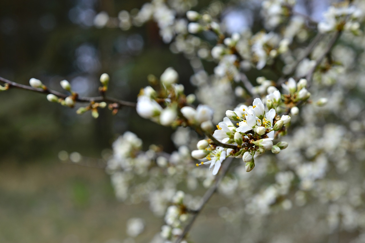 ТРЪНКИ Съновник ТРЪНКИ