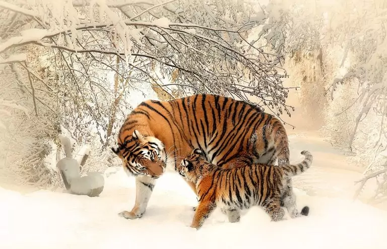 Тълкуване на сън за Тигър