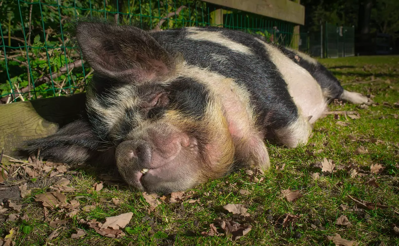 ФУСТА (виж БЕЛЬО, ДРЕХА, ПОЛА) Съновник ФУСТА (виж БЕЛЬО, ДРЕХА, ПОЛА)