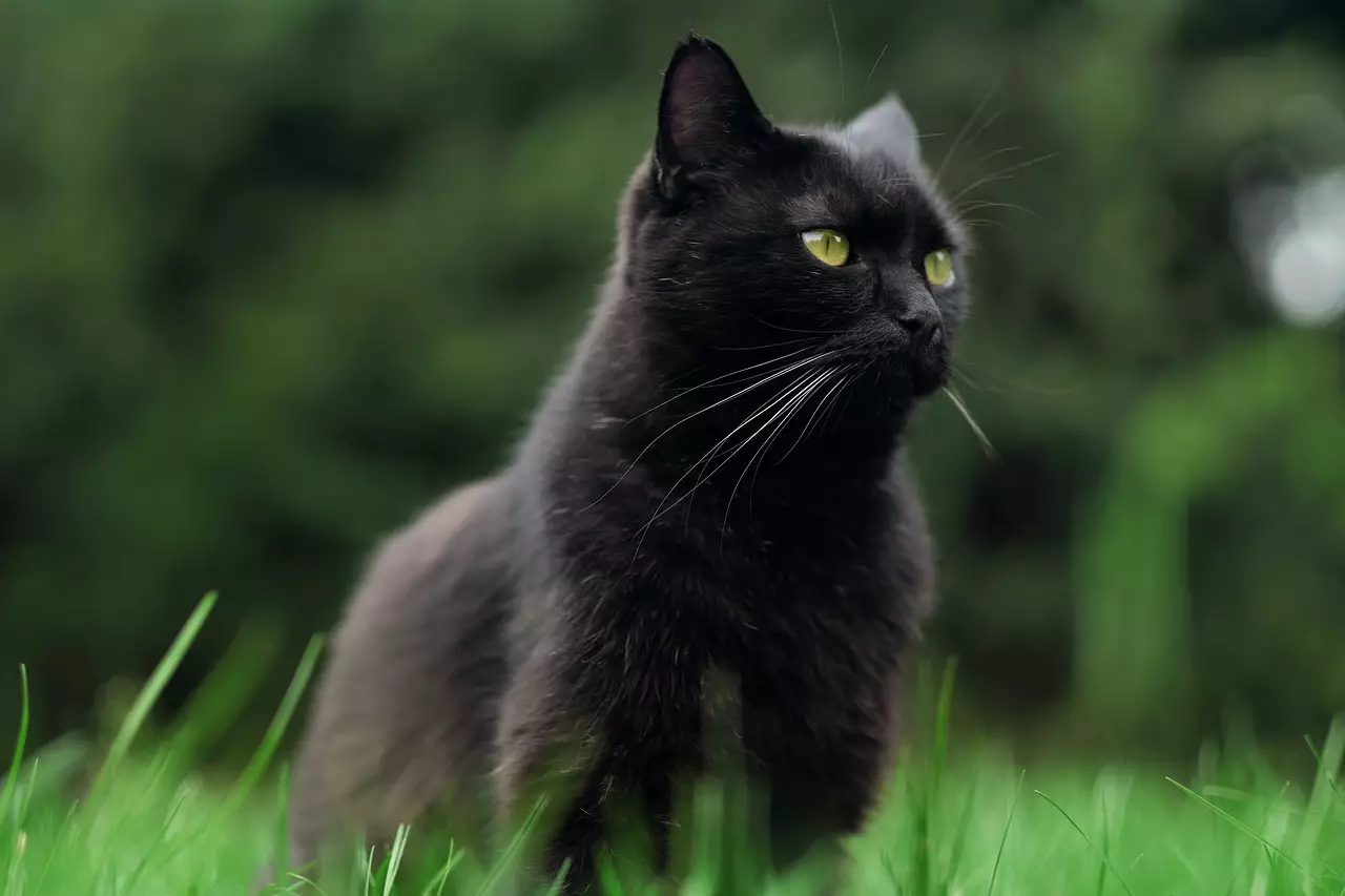 Съновник - черна котка