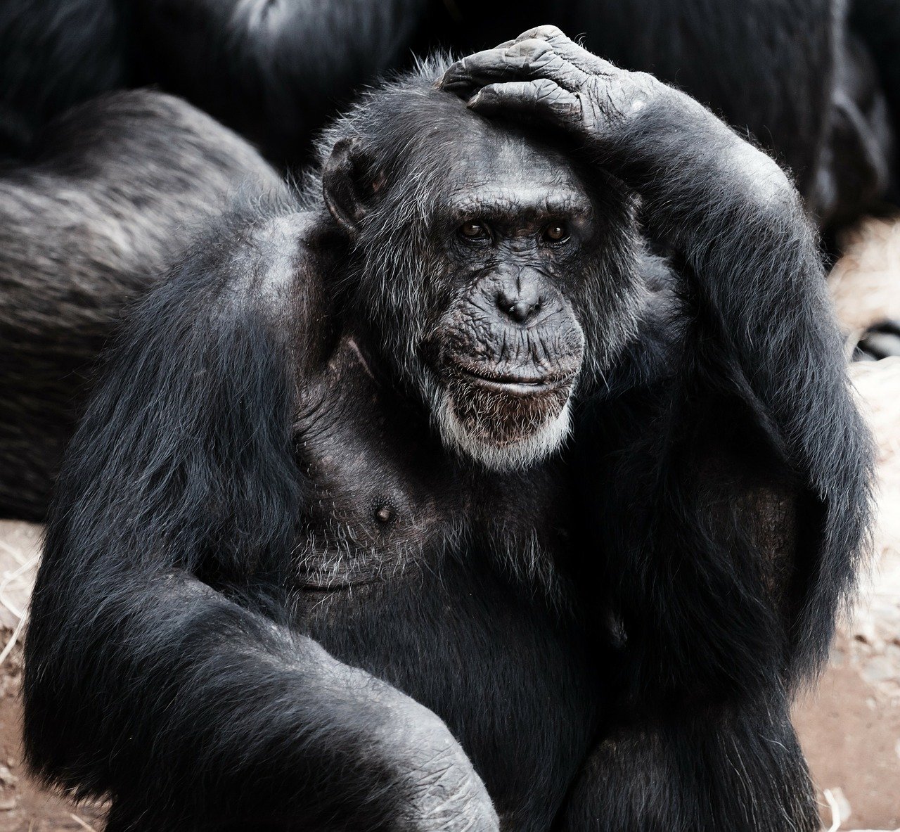 Съновник - шимпанзе (виж маймуна)