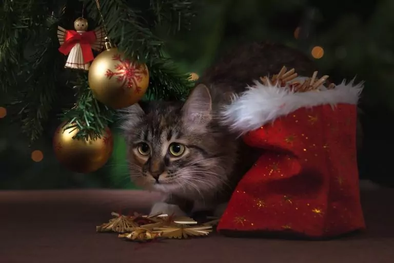 Тълкуване на сън за Шарена котка