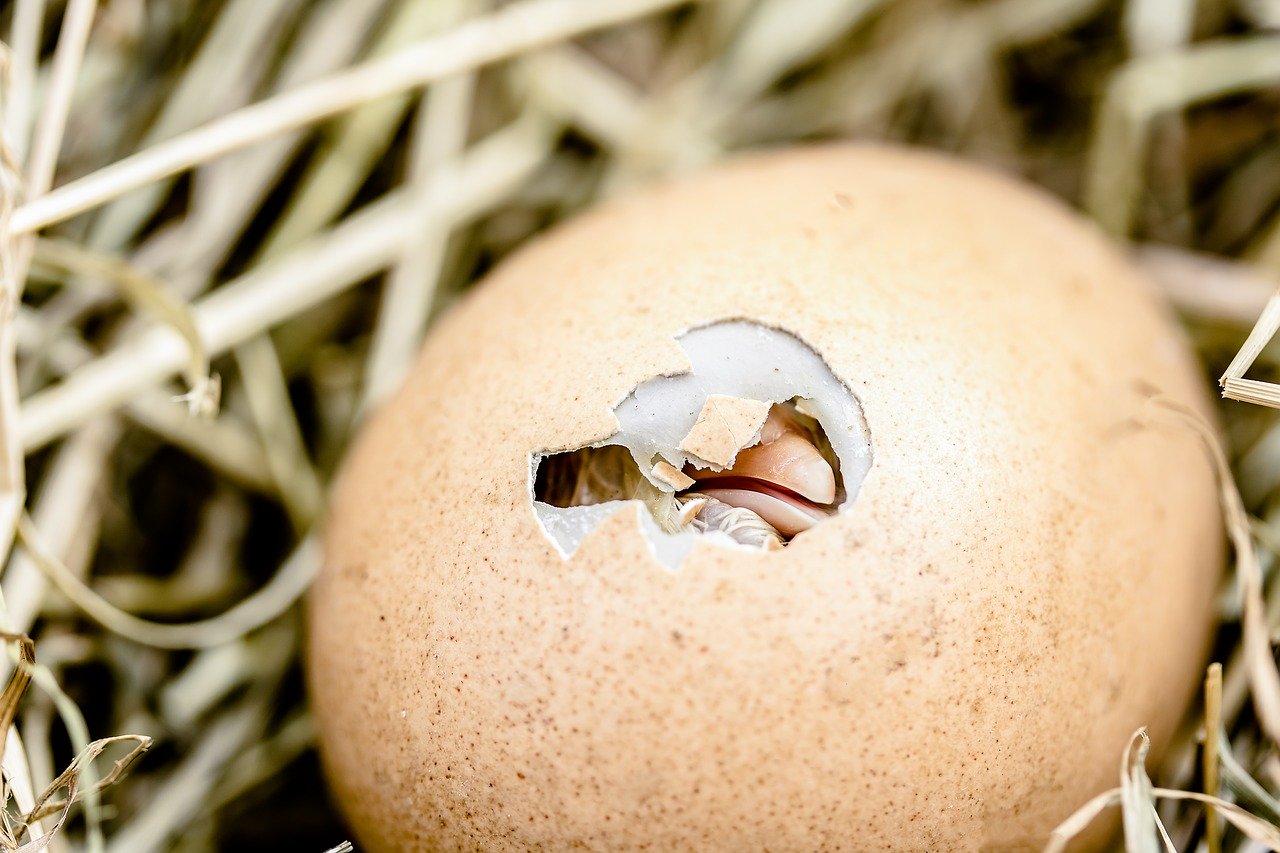 Съновник - яйце (виж белтък, великденски яйца, гнездо, жълтък, мътене)