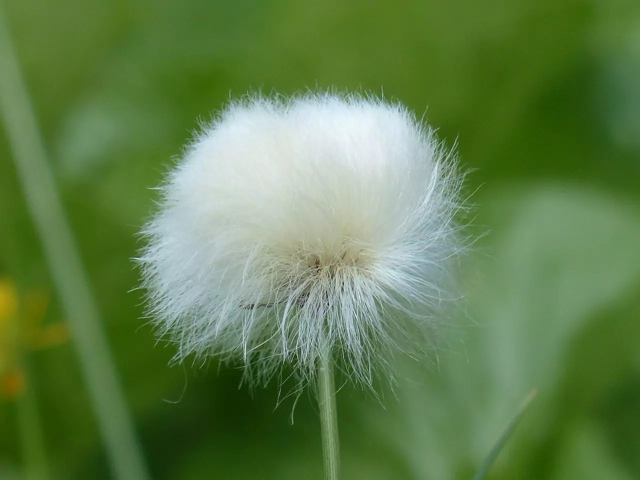 Съновник коса гъста