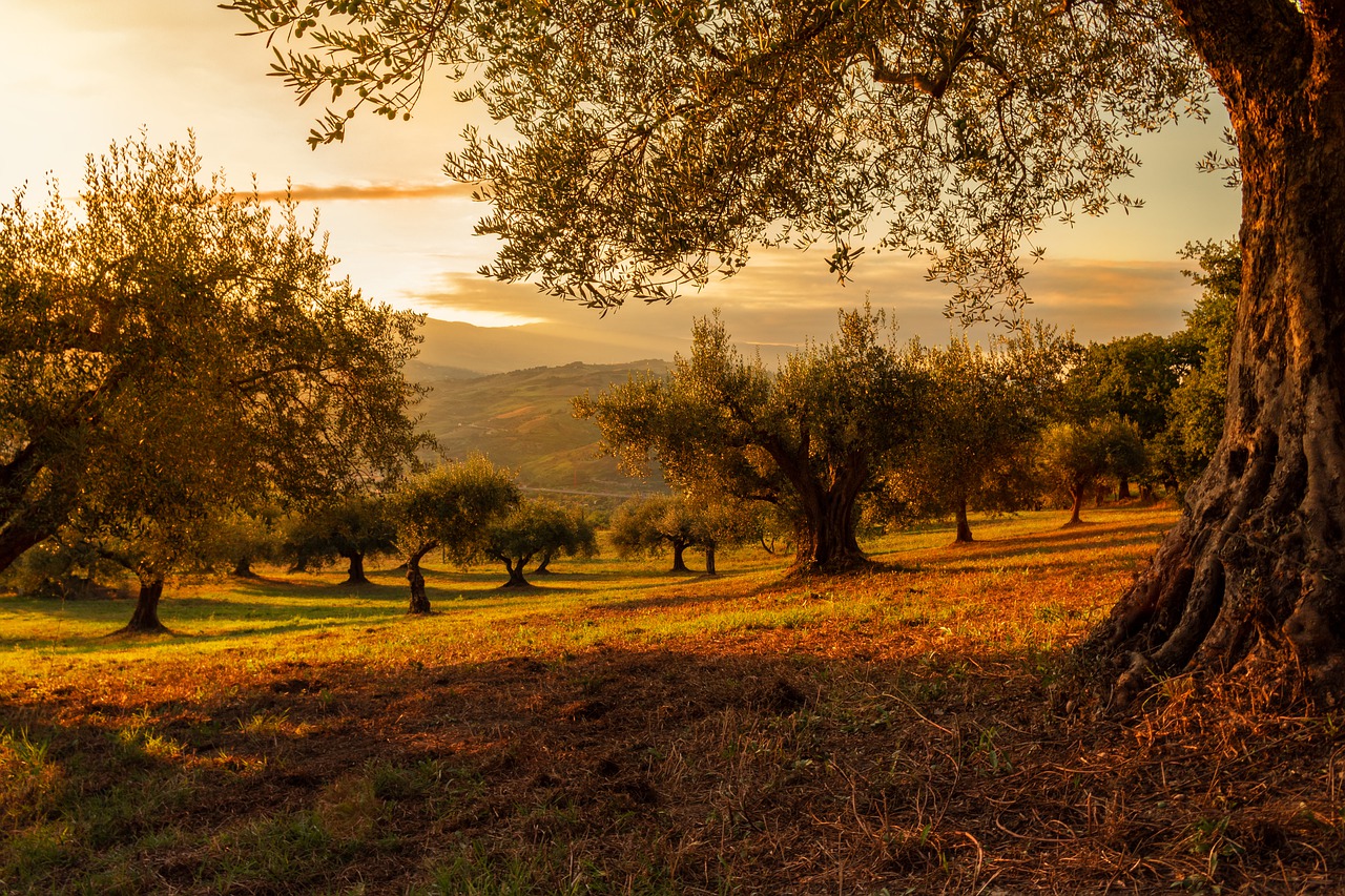 Съновник - маслиново дърво