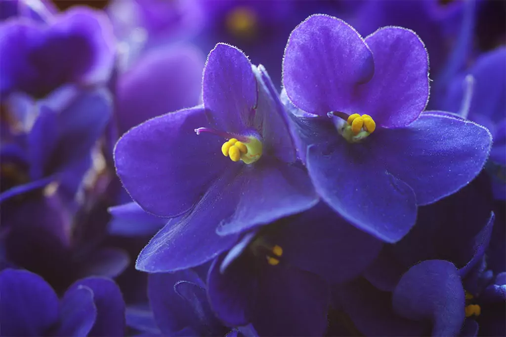 Теменужки - зодия Телец