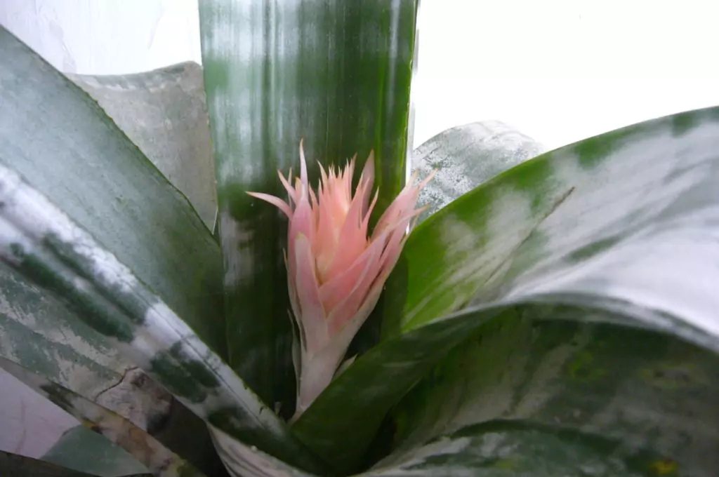 ехмеята - зодия Скорпион