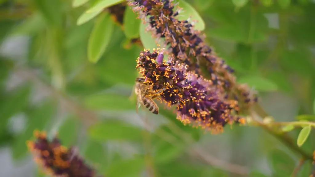 Лечебна динка