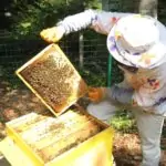 Пчеларите празнуват Свети Харалампий