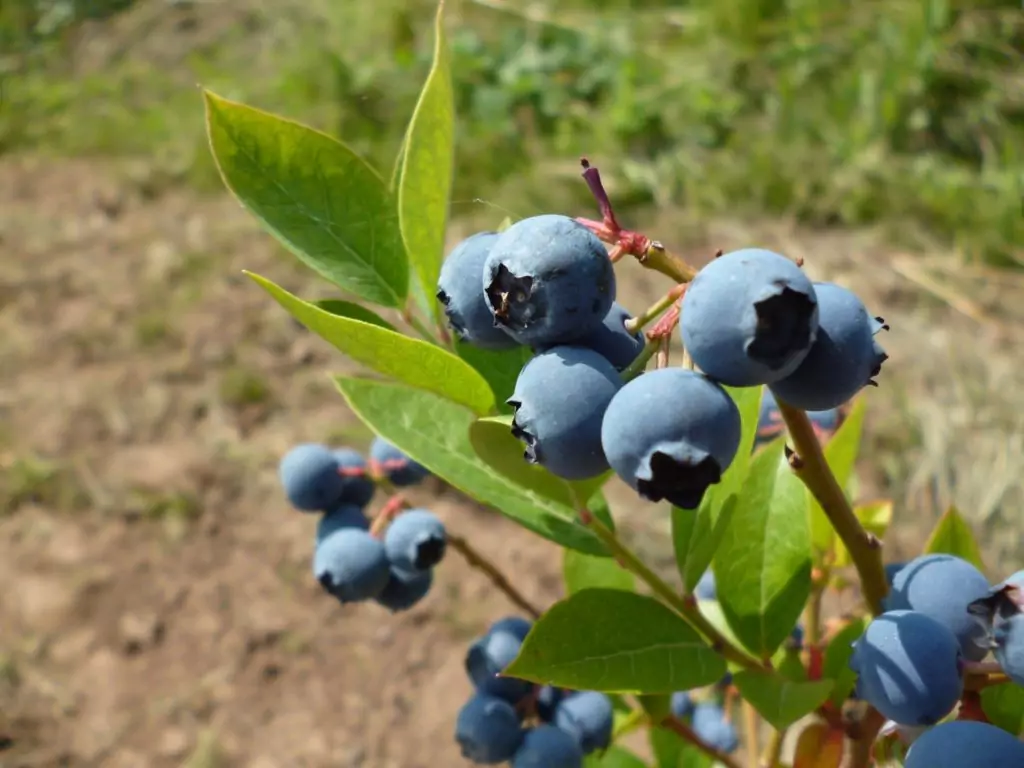 Черна боровинка Vaccinium myrtillus L