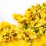 Най-мощният природен антидепресант