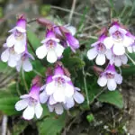 Koe e безсмъртно и лечебно растение открито в Родопите?