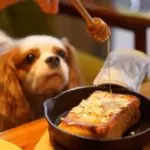 Може ли да се дава мед на кучето?