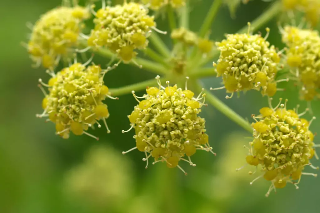 Селим - Билка