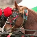 Обичаи и традиционната трапеза за Тодоровден