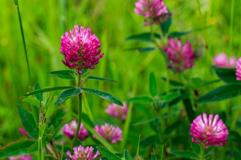 Червена детелина Червена детелина