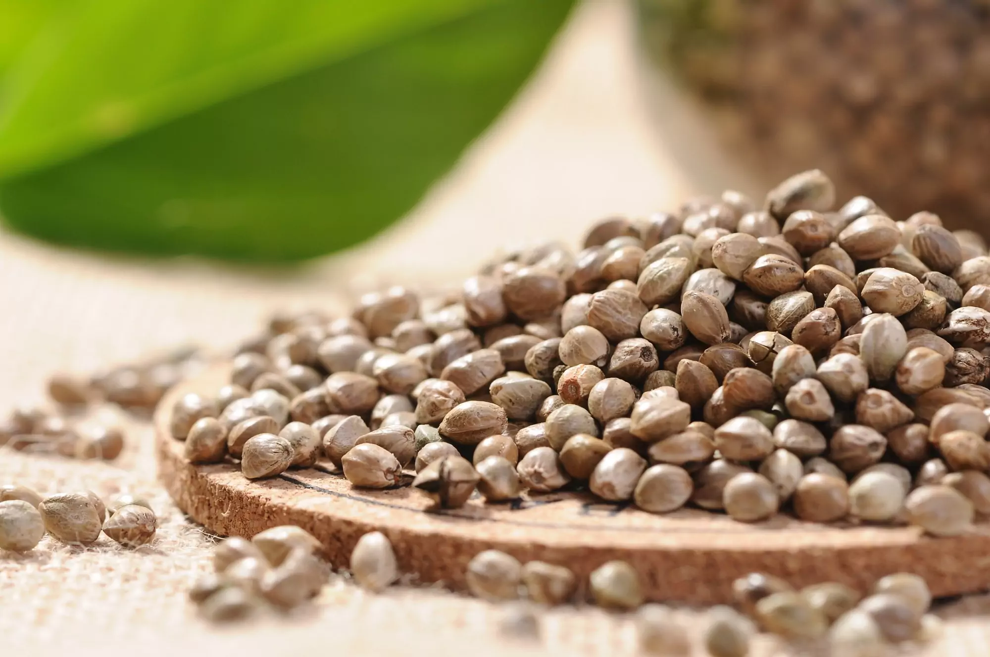 конопено семе