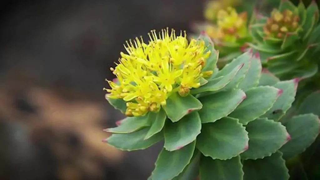 Златен корен