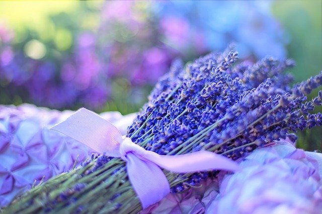 Лавандула Lavandula Angustifolia Лавандула Lavandula Angustifolia