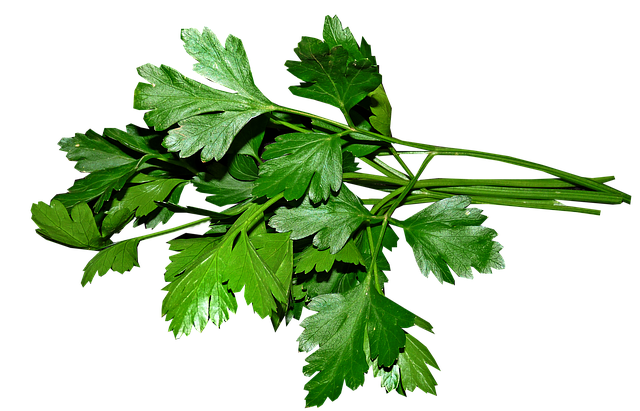 Магданоз мерудия Petroselinum crispum Mill D W Hill Магданоз мерудия Petroselinum crispum Mill D W Hill