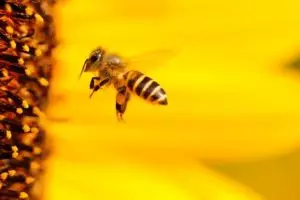 Пчелен прашец