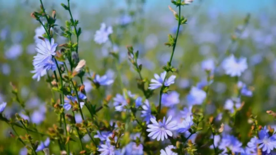 Цикория Цикория