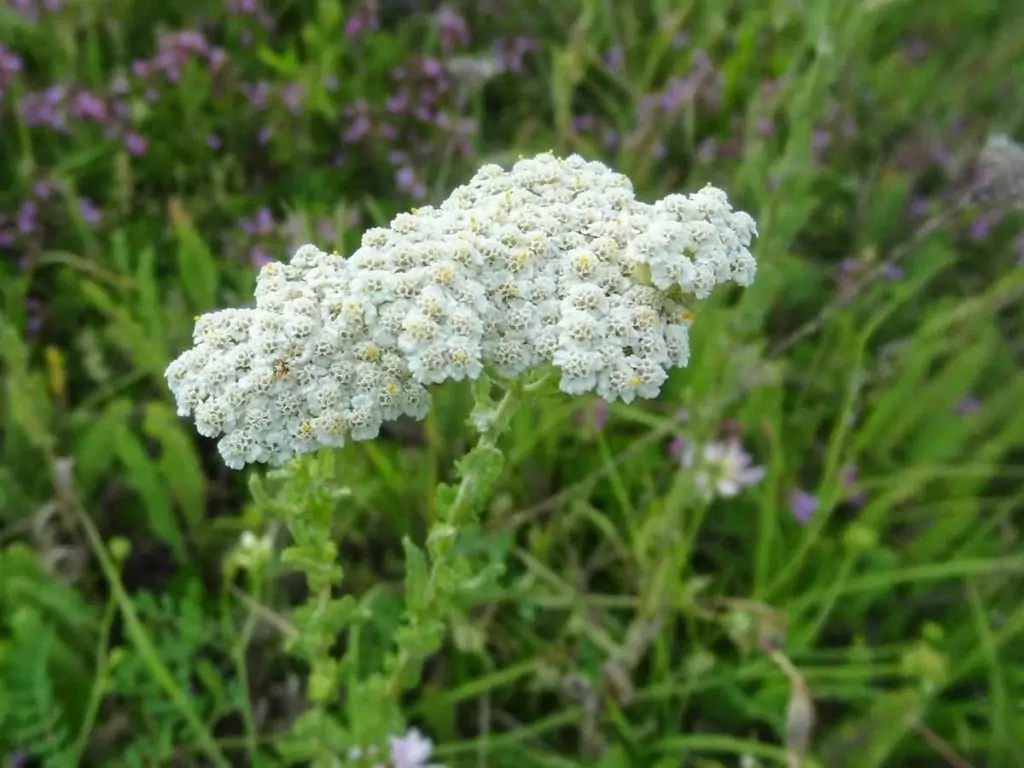 Билка - бял равнец