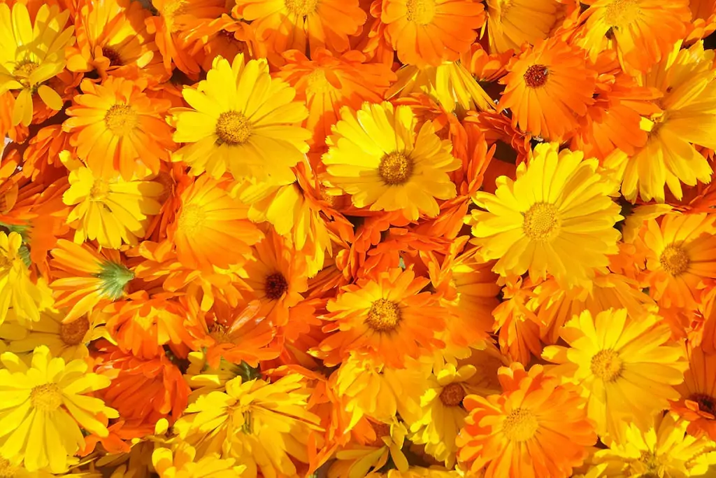 Невен - Лечебна билка