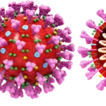 Тези храни предпазват от коронавирус