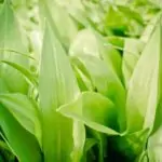 Дивият чесън: лекарството на индианците