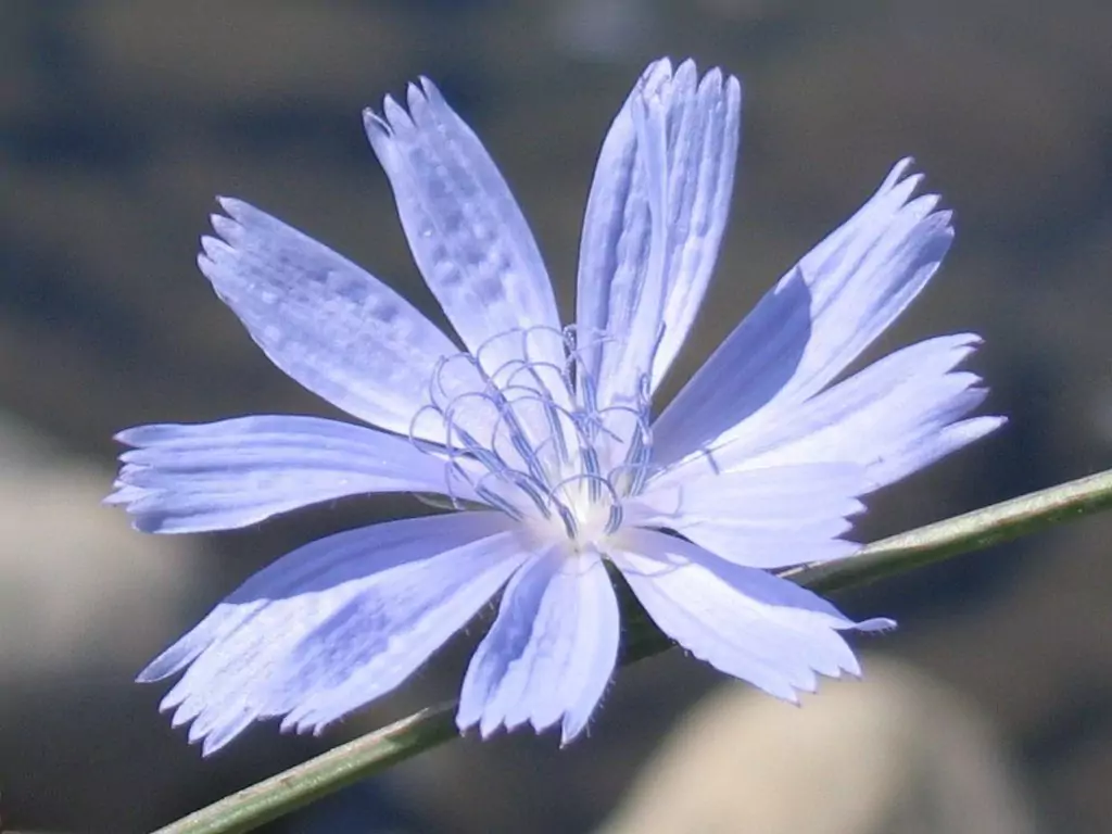 Синя жлъчка (цикория) Синя жлъчка (цикория)