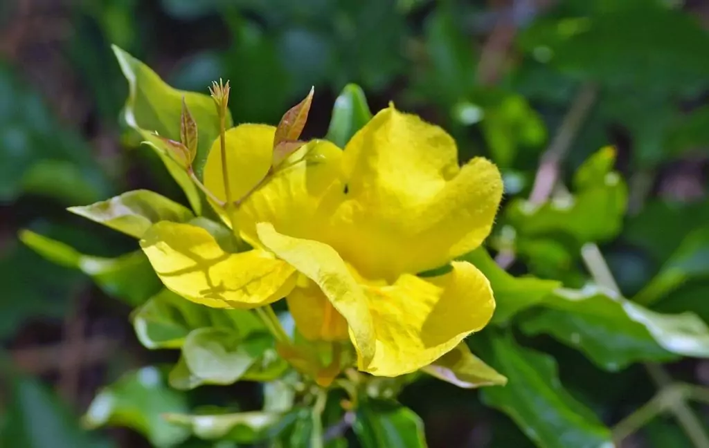 Котешки нокът