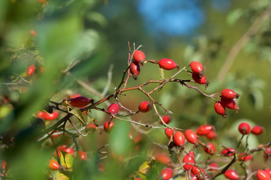 Шипка Rosa Canina