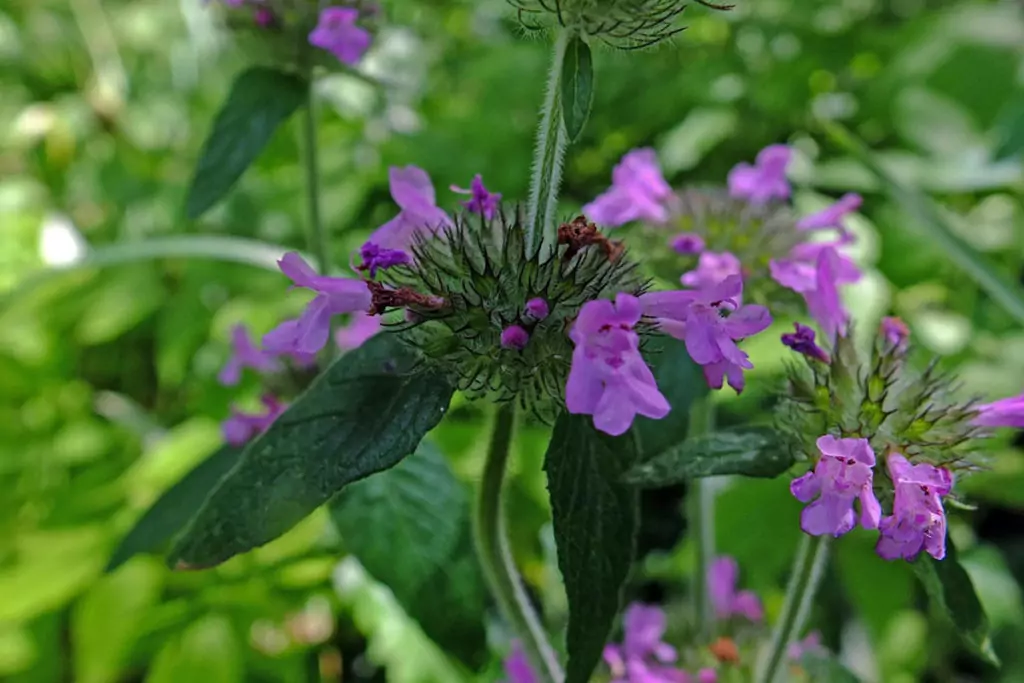 Черновръх -лечебна билка