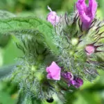 Черновръх помага при простудни заболявания и гони главоболието