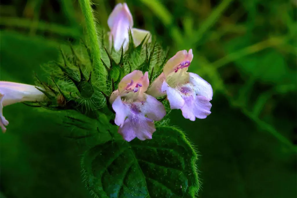 Черновръх помага при простудни заболявания и гони главоболието