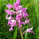 Салеп помага при дразнеща кашлица